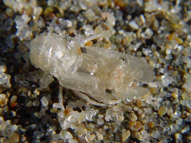 Larva di cicala marina Scyllarus (Arctus) arctus